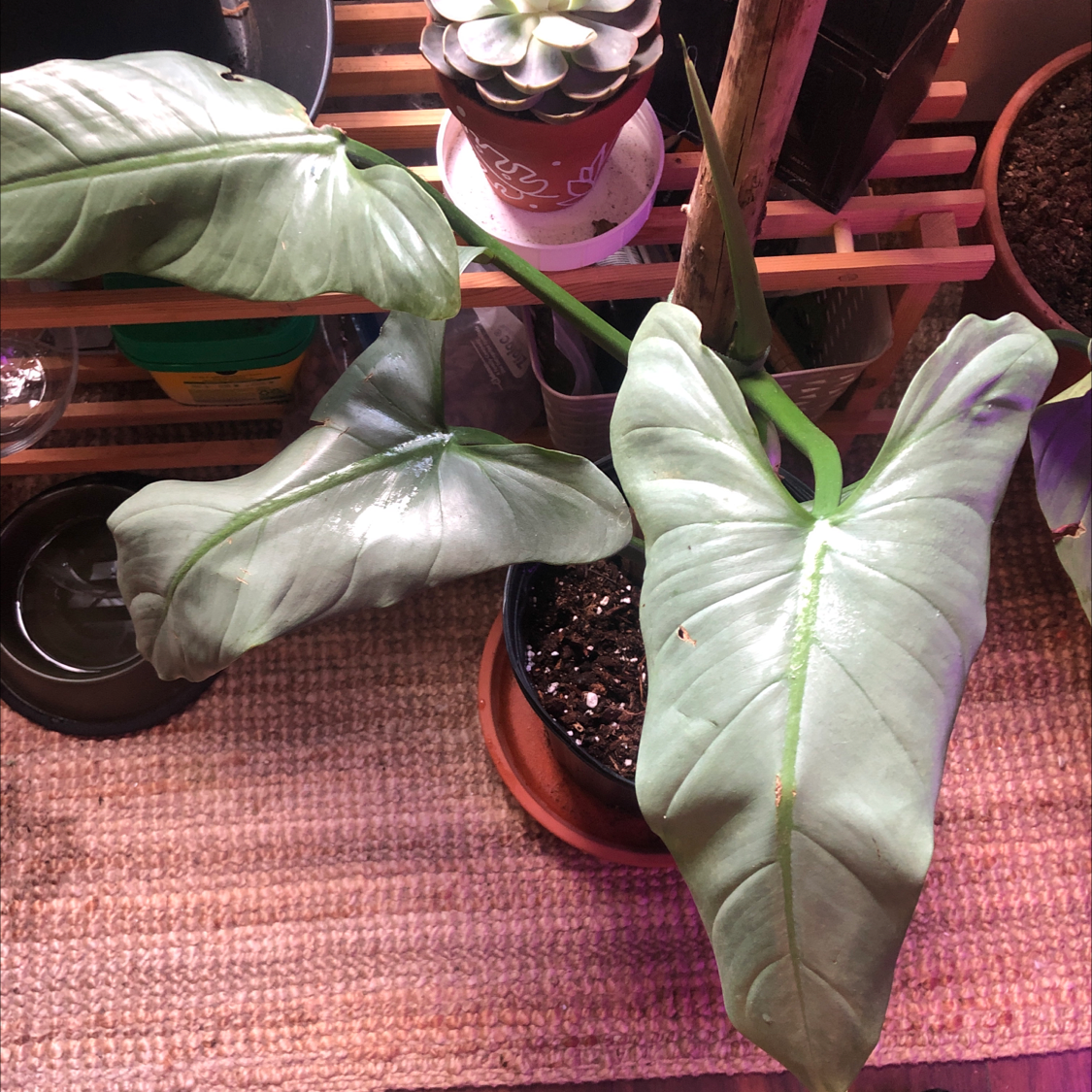 Philodendron Hastatum plant photo by @Lexiesoasis named Excalibur on Greg, the plant care app.