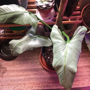 Silver Sword Philodendron plant photo by @Lexiesoasis named Excalibur on Greg, the plant care app.