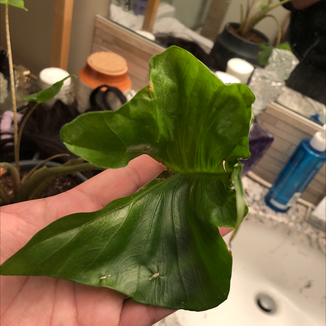 A healthy Stingray Elephant Ear leaf being held by a hand, with a bathroom sink in the background.