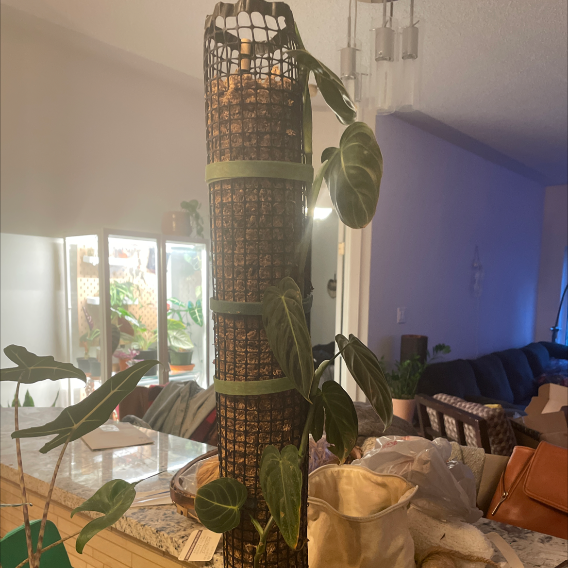 Black Gold Philodendron climbing a support structure indoors with healthy leaves.