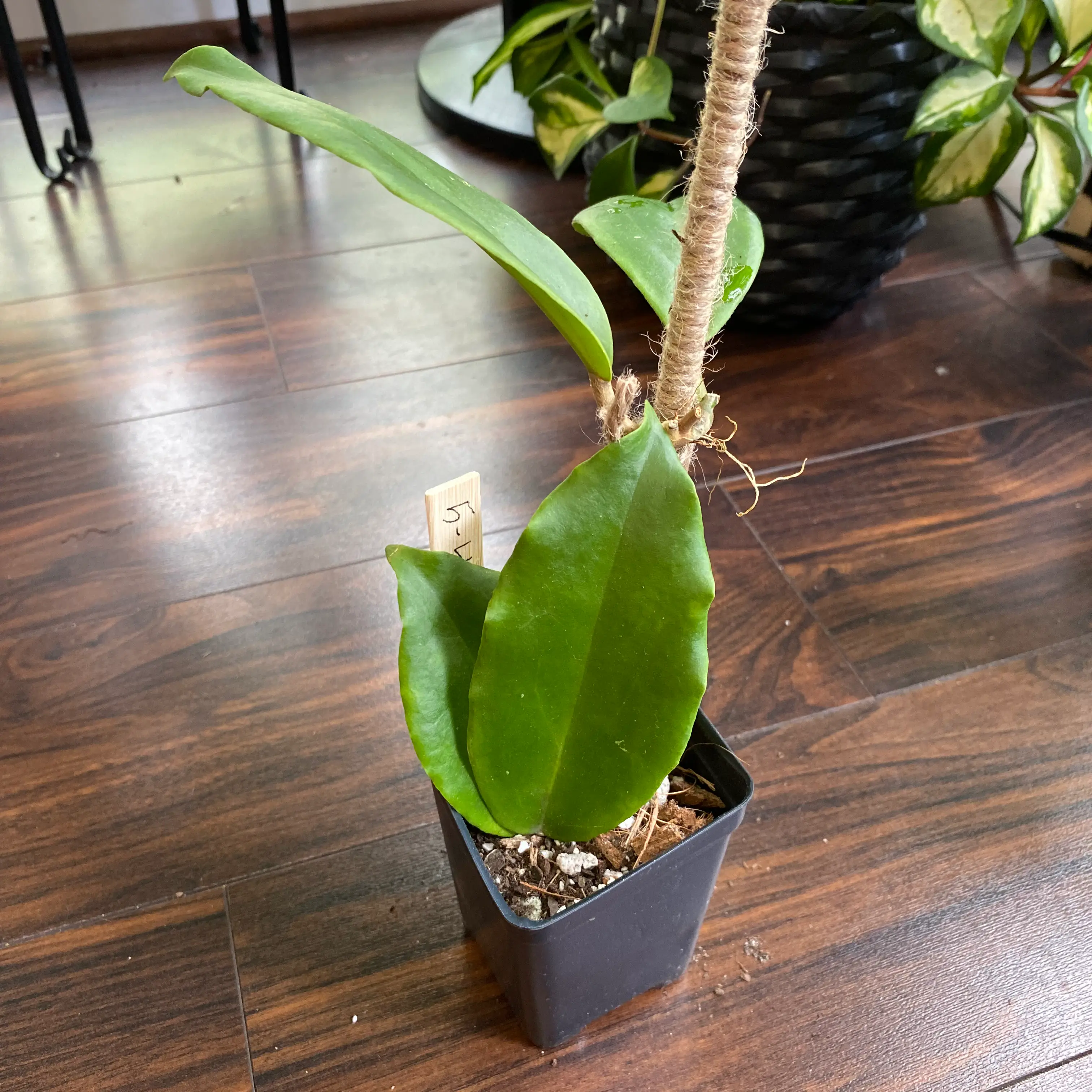 Photo of the plant species Hoya Macgregorii by @Whosurdaddy45 named Hoya Macgregorii on Greg, the plant care app
