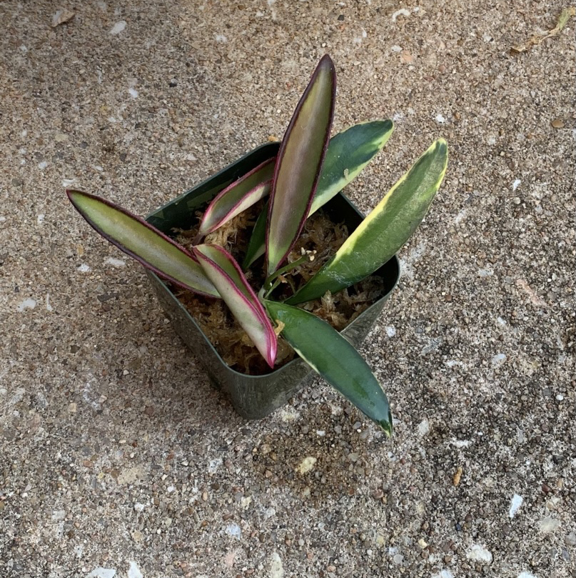 Variegated Hoya wayetii plant in a small pot with variegated leaves.