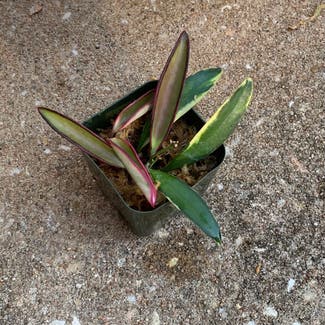 variegated hoya wayetii plant in Somewhere on Earth
