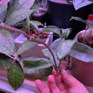 Grey Ghost Hoya Carnosa plant in Somewhere on Earth