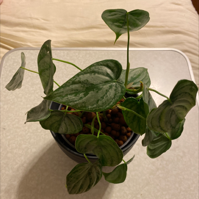 Silver Leaf Philodendron in a pot with healthy green leaves and clay pebbles.