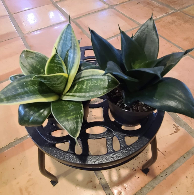 Two Bird's Nest Snake Plants on a decorative stand, one with variegated leaves showing some yellowing.