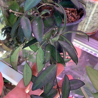 Hoya 'Rosita' plant in Somewhere on Earth