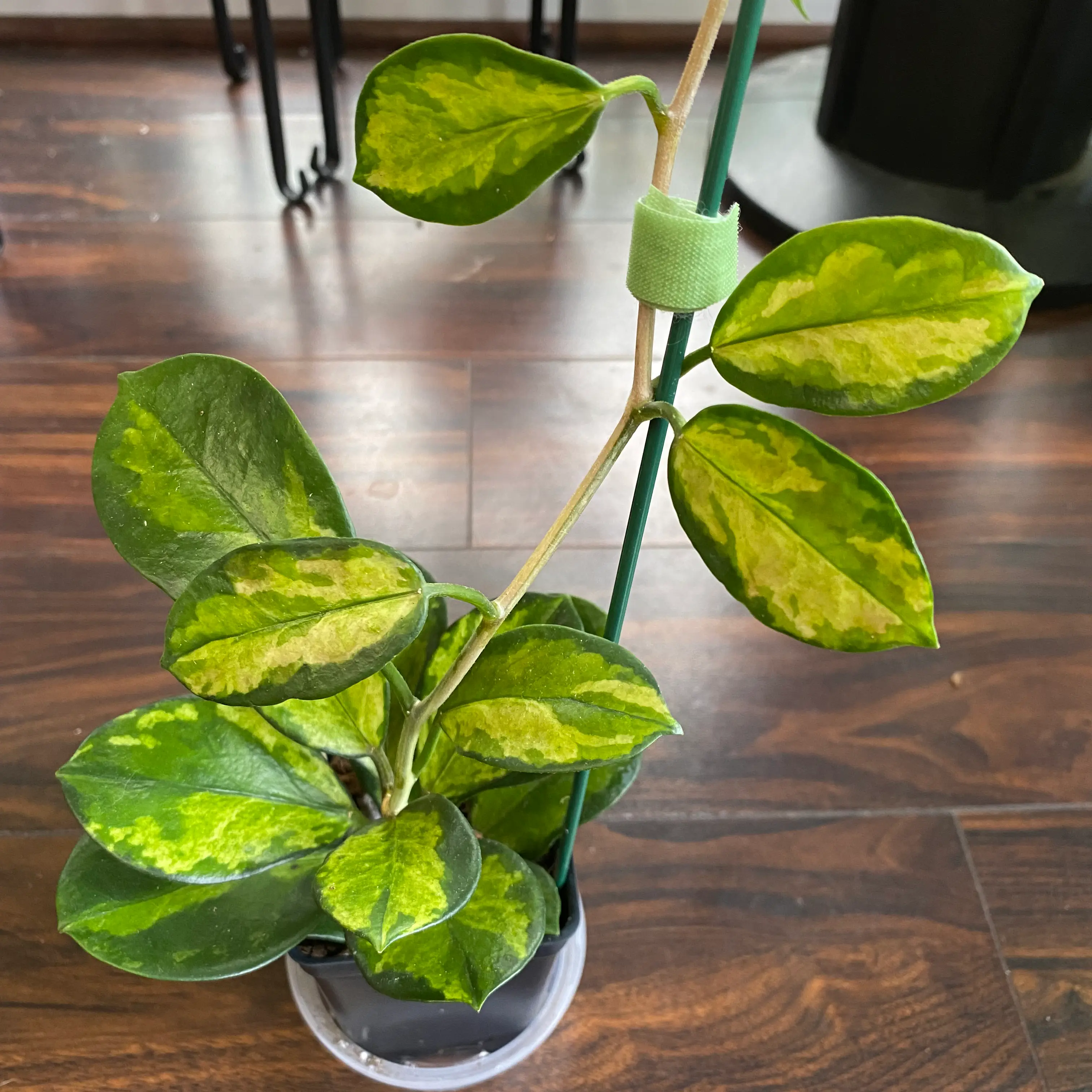 Hoya 'Lisa' plant with variegated leaves in a pot, well-framed and in focus.