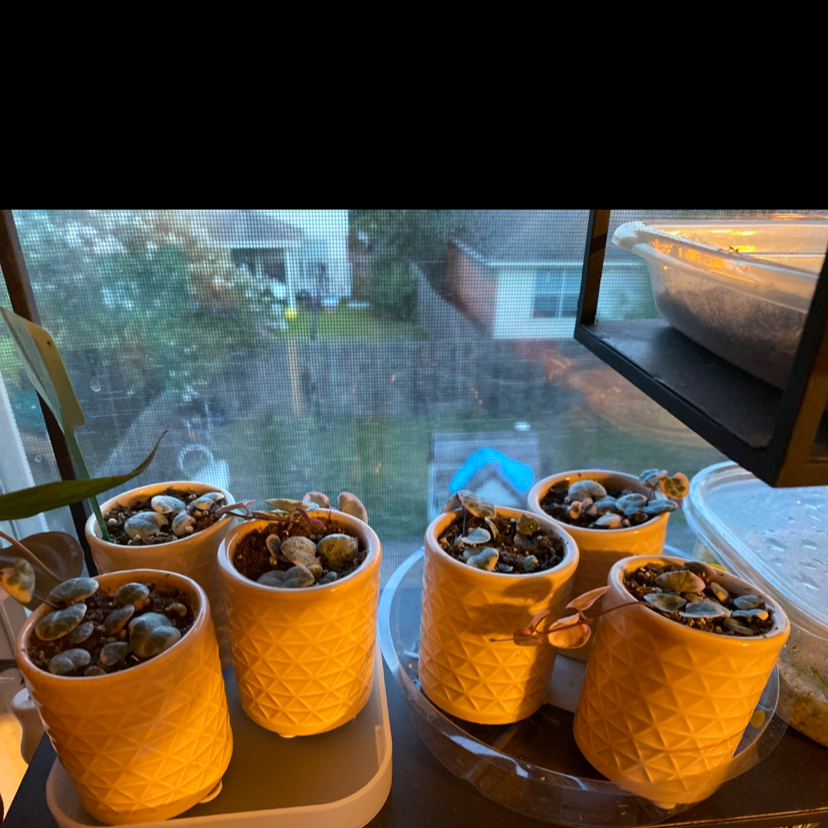Several potted variegated string of hearts plants on a windowsill.