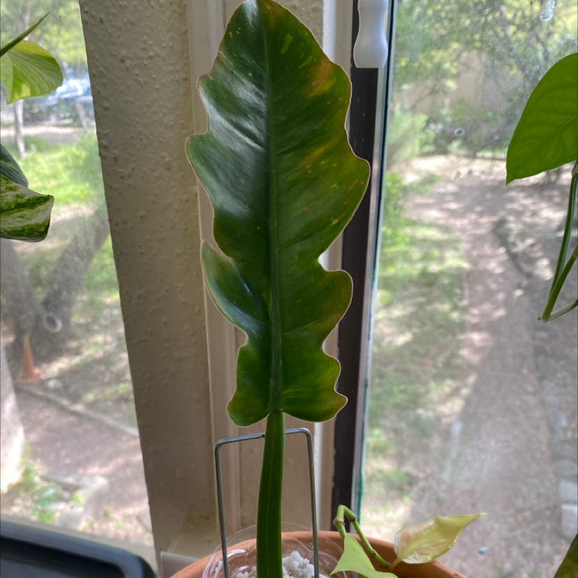 Philodendron 'Ring of Fire' plant with a prominent leaf near a window.