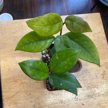 Photo of the plant species Hoya Motoskei by @Whosurdaddy45 named Hoya Motoskei on Greg, the plant care app