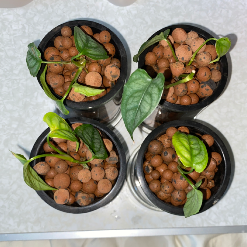 Four small potted Silver Monstera plants with green leaves and clay pebbles.