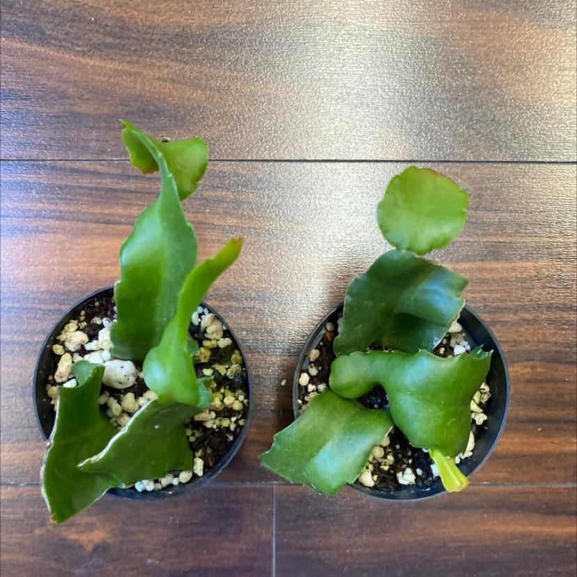 Two small potted Curly Locks Orchid Cactus plants with green, wavy leaves.