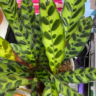 Rattlesnake Plant plant in Somewhere on Earth