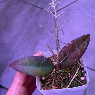 Hoya caudata sumatra plant in Somewhere on Earth