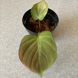 Camposportoanum Velvet Shield plant in Somewhere on Earth