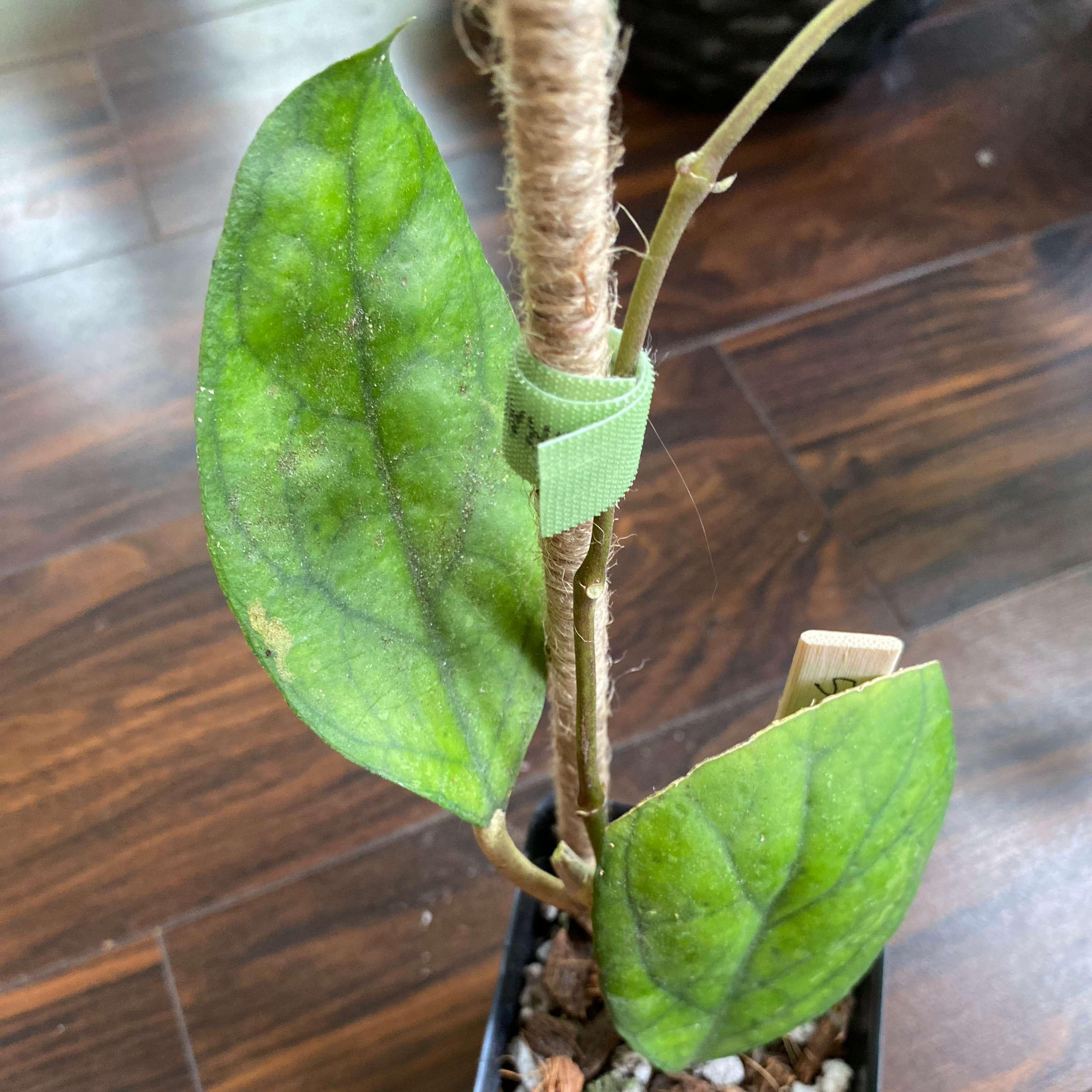 Photo of the plant species Hoya Irina by @Whosurdaddy45 named Hoya cv Irina on Greg, the plant care app