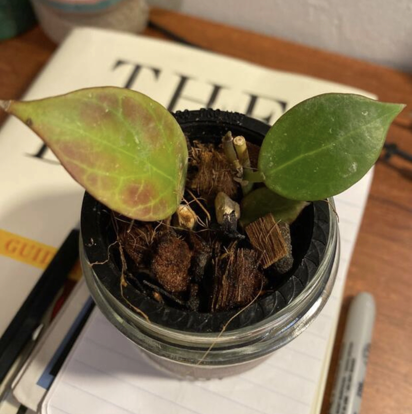 Hoya 'Sunrise' plant with two leaves, one showing discoloration, in a container with visible soil.
