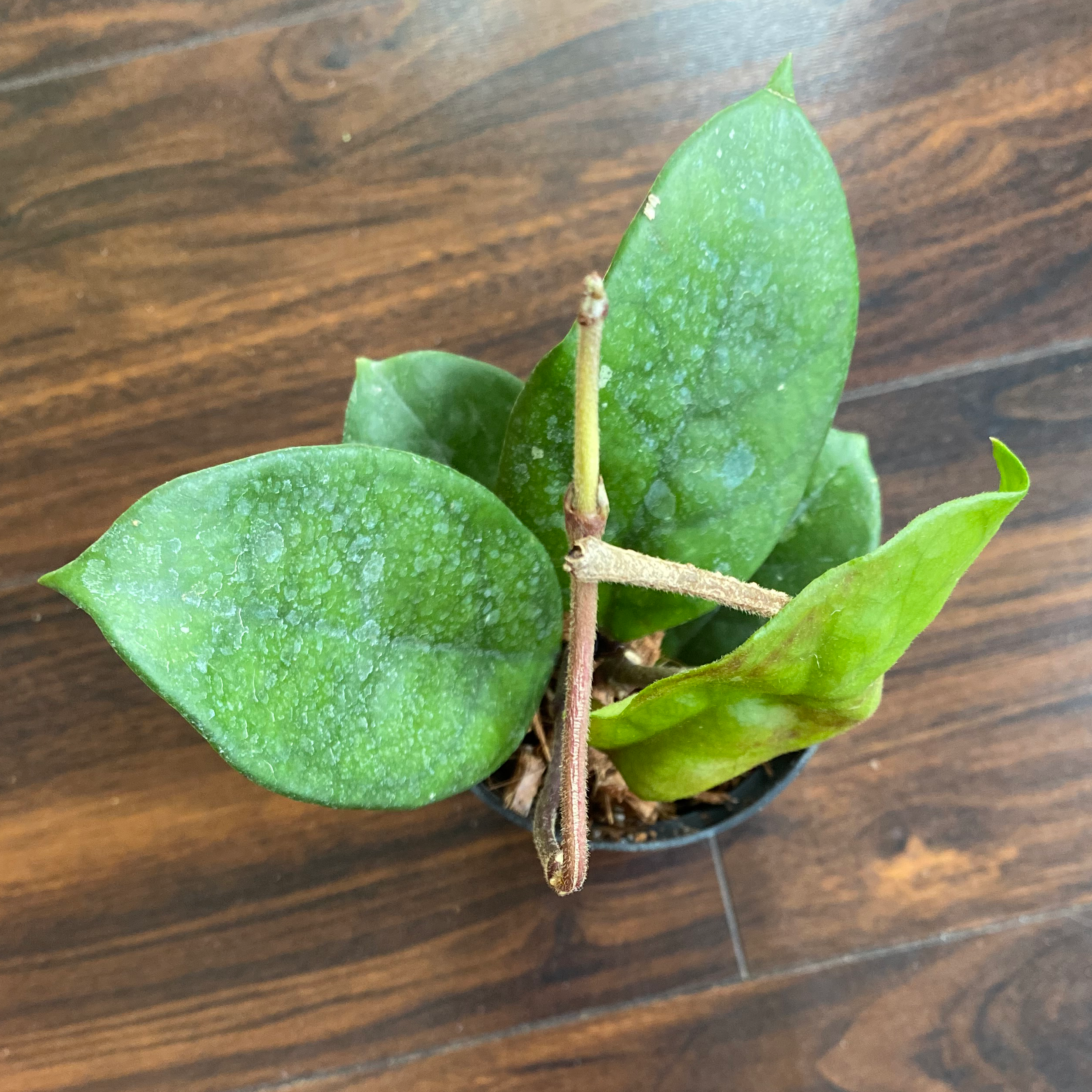 Porcelain Flower plant with green leaves, some with white powdery substance, in a small pot on a wooden surface.