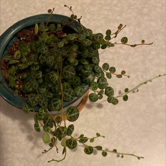 String of Turtles plant in Somewhere on Earth