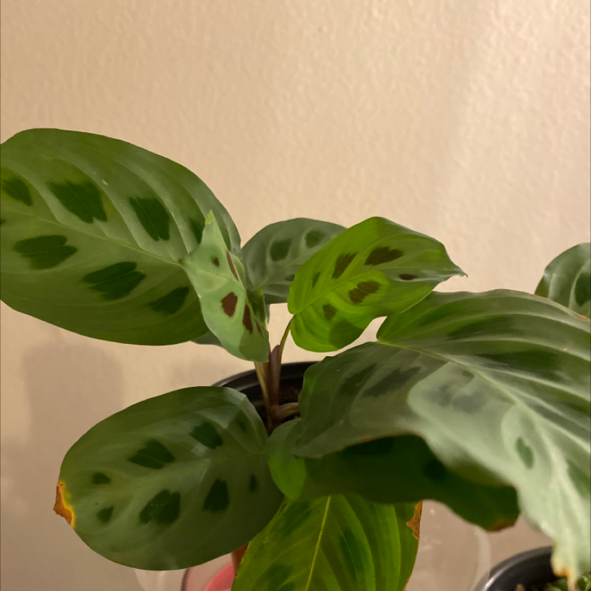 Green Prayer Plant plant photo by @Whosurdaddy45 named Wall-E on Greg, the plant care app.