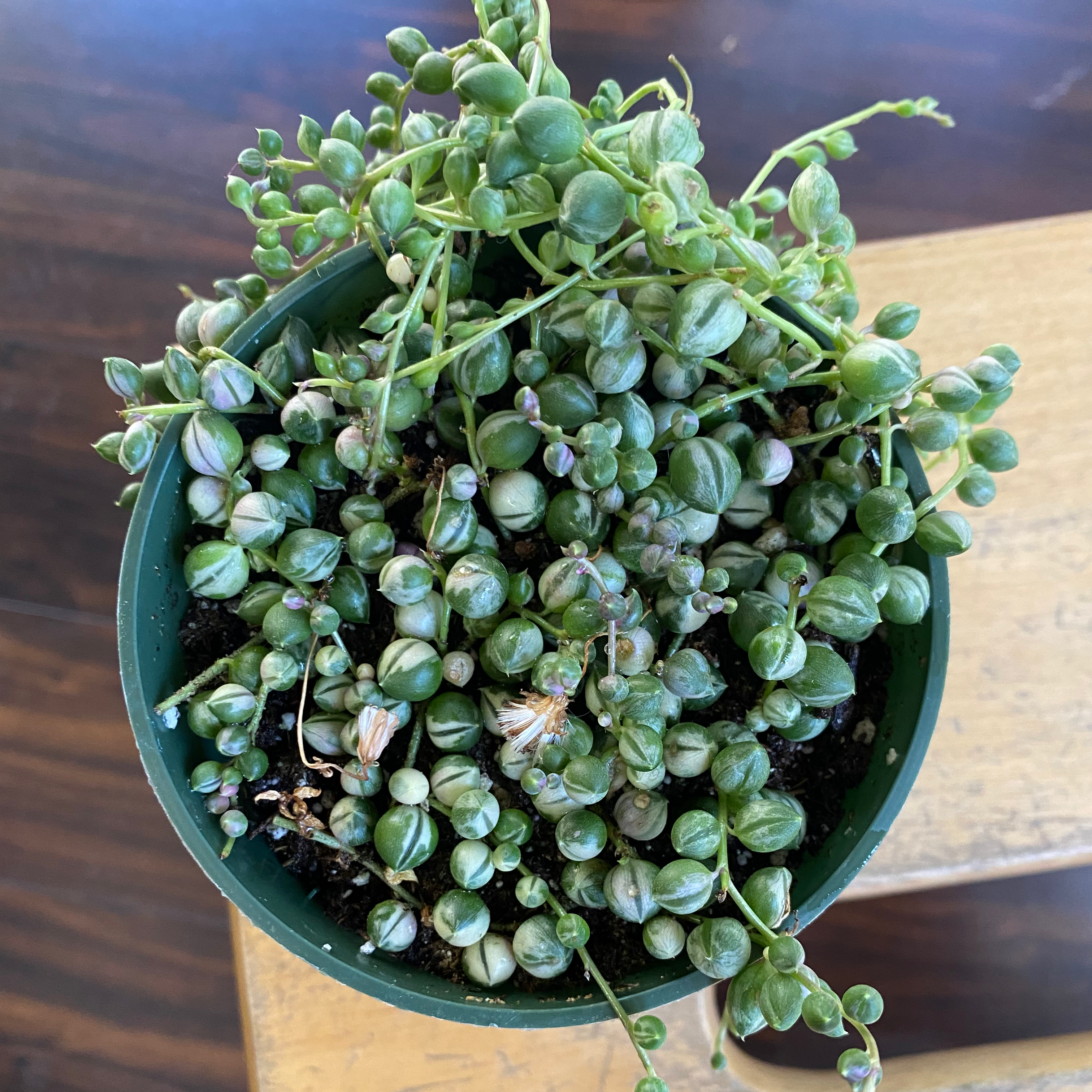 Variegated String of Pearls plant in a pot with visible soil, well-framed and in focus.