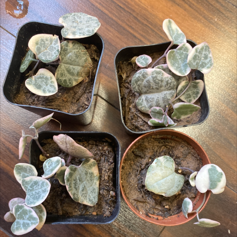 Four pots containing variegated string of hearts plants with visible soil.