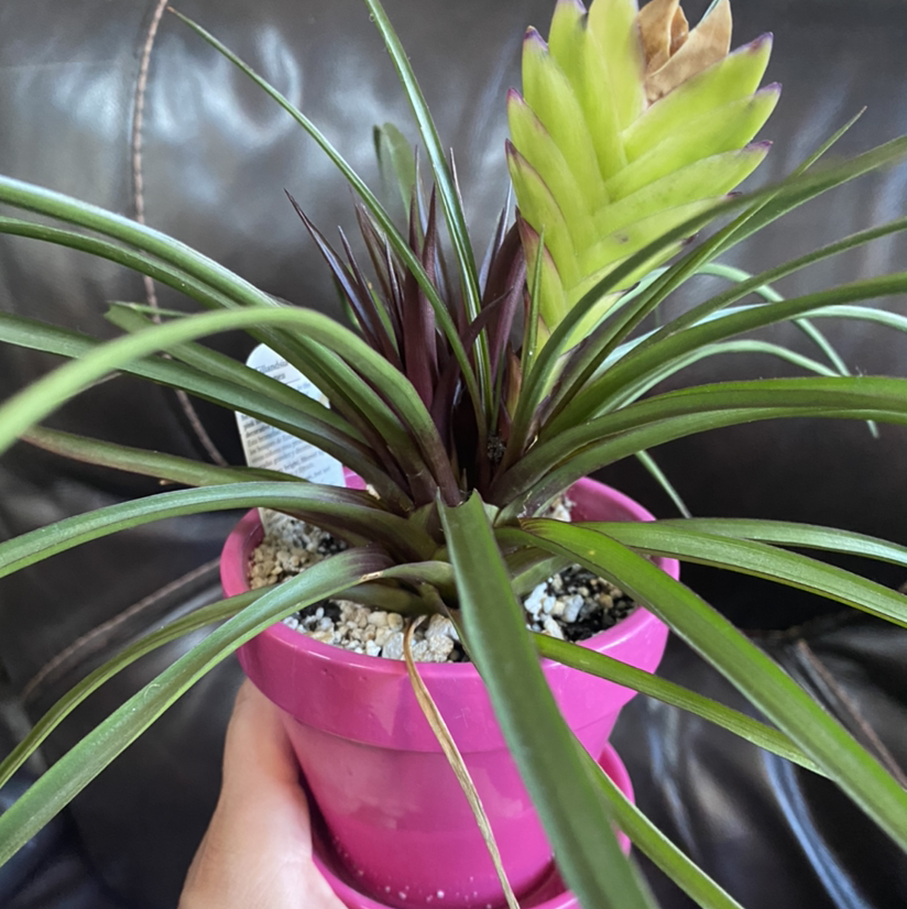 Pink Quill Plant in a pink pot, held by a hand, with visible soil and vibrant leaves.