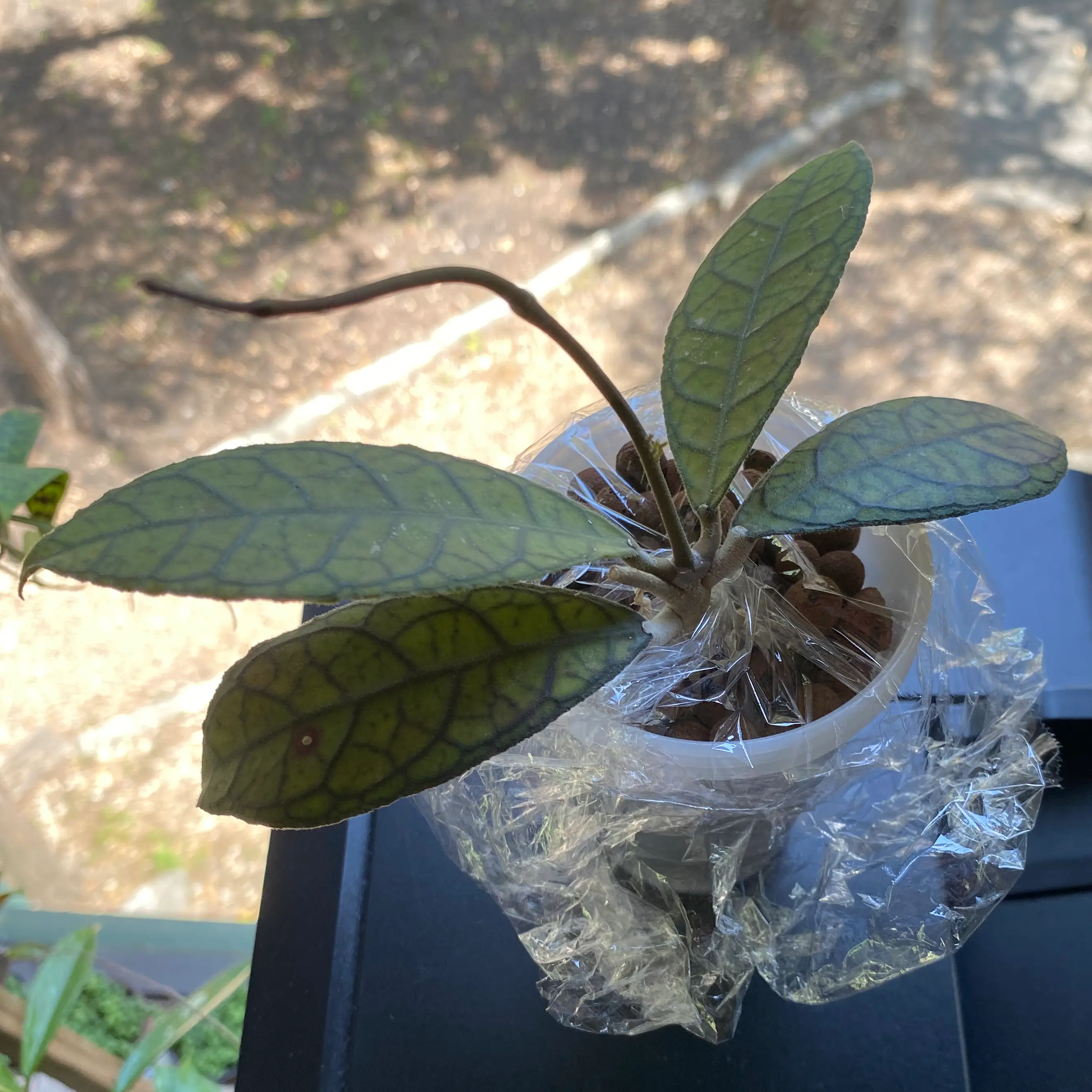 Hoya finlaysonii plant in a small pot with distinct veined leaves.