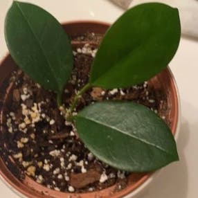Hoya australis 'Bordvare' plant in Somewhere on Earth