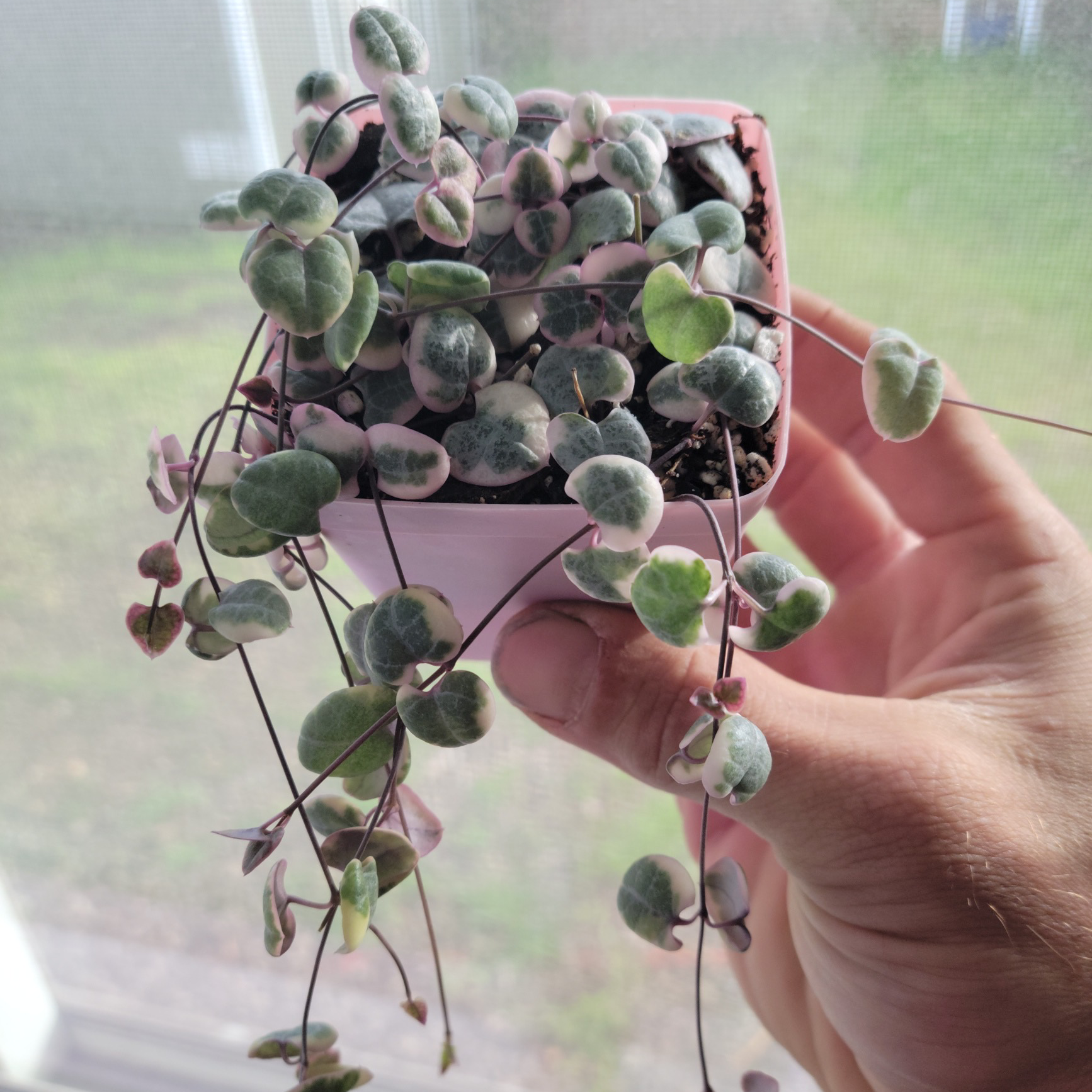 Variegated string of hearts plant held by a hand, showing healthy variegated leaves.