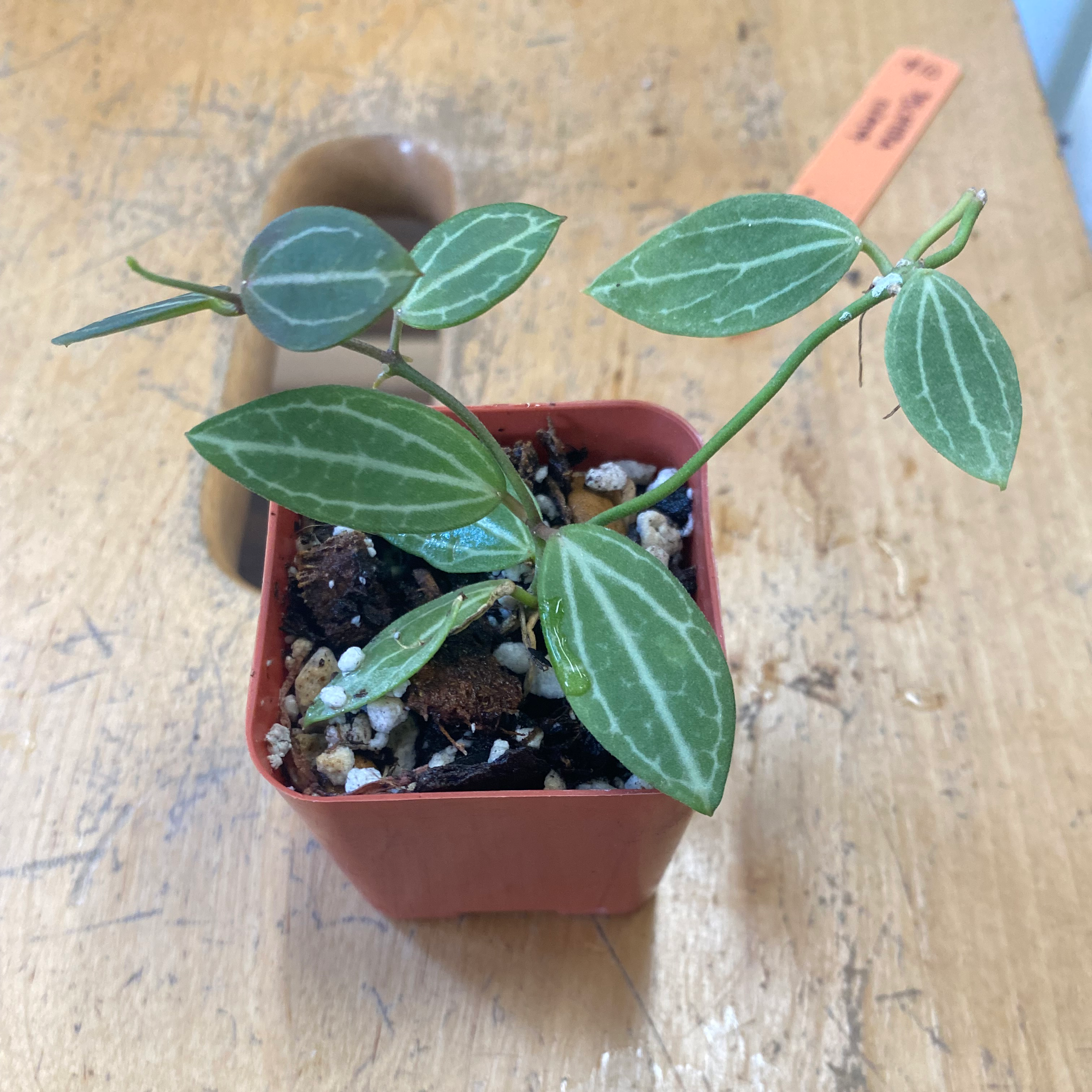Potted Watermelon Dischidia plant with green leaves and white veins.