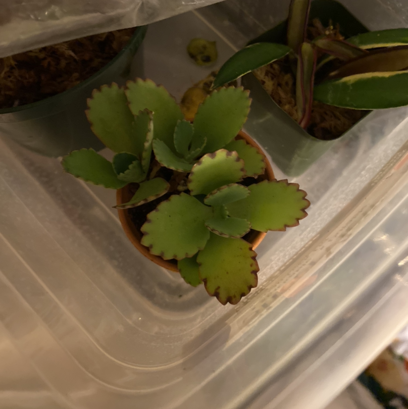 Close-up of a healthy young Mother of Millions plant with vibrant green leaves and tiny plantlets growing in a clear plastic container.