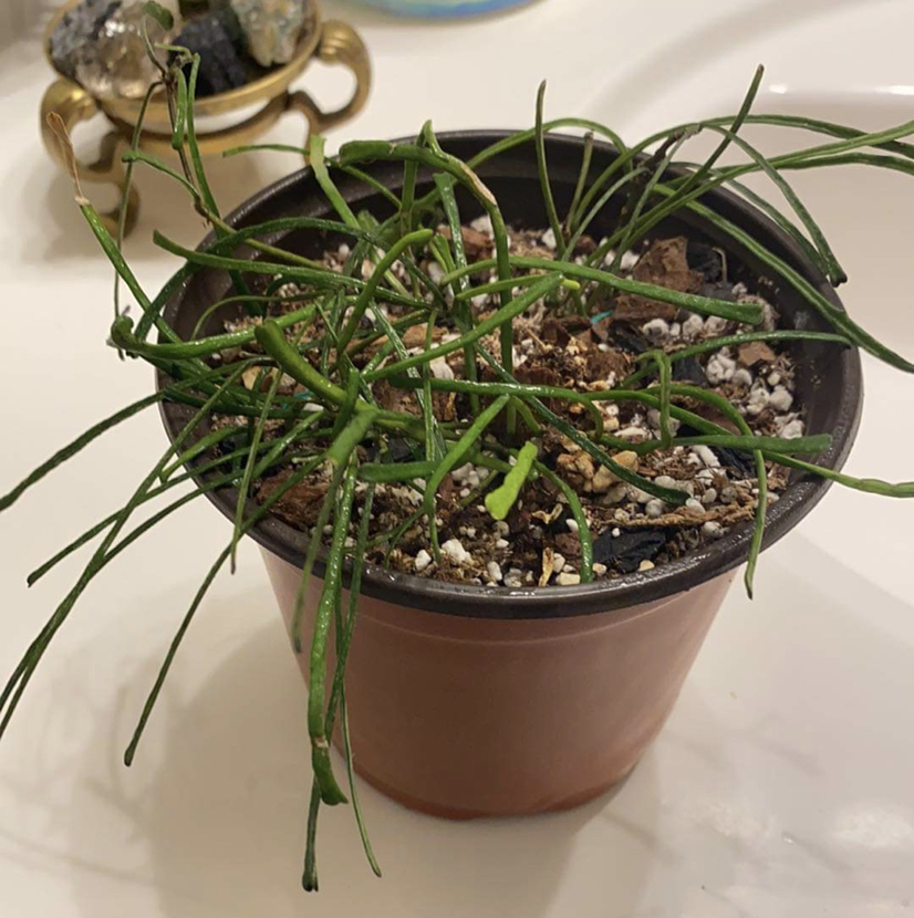 Potted Grass-leaved Hoya plant with thin, elongated green leaves and visible soil.