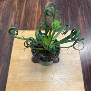 Corkscrew Albuca plant photo by @Whosurdaddy45 named Fasizzle on Greg, the plant care app.