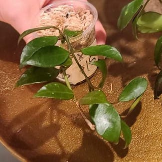 Hoya 'Rebecca' plant in Somewhere on Earth