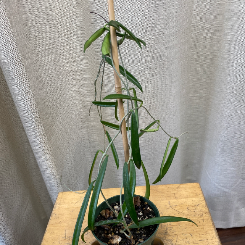 Hoya shepherdii plant with elongated leaves supported by a stake in a small pot.