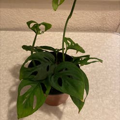 Monstera adansonii 'Laniata' plant