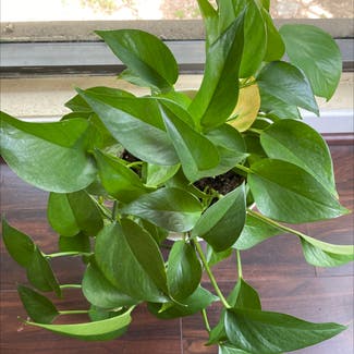 Jade Pothos plant in Somewhere on Earth