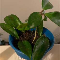Waxplant plant