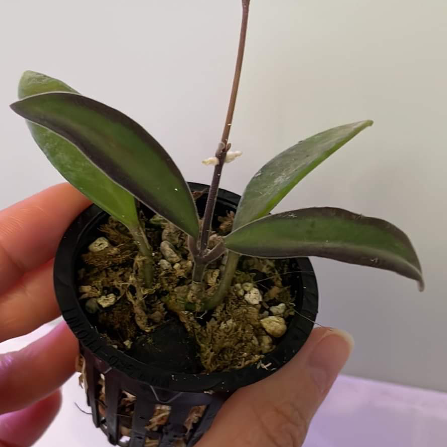 Photo of the plant species Waxvine by @Whosurdaddy45 named Hoya Anncajanoae on Greg, the plant care app