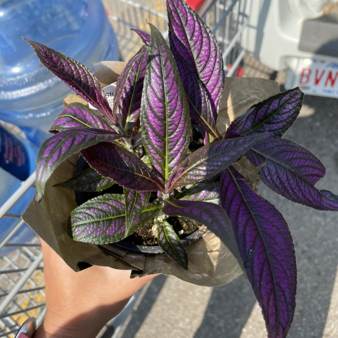 Persian Shield plant with vibrant purple and green leaves held by a hand.