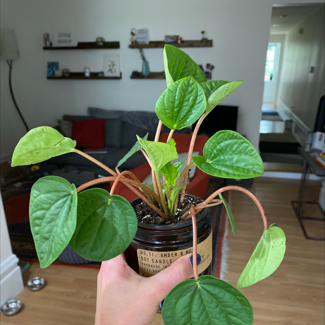 Rana Verde Peperomia plant held by a hand, with visible soil and slight leaf yellowing and browning.
