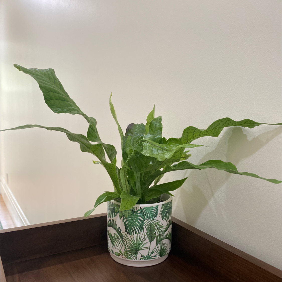 Crocodile Fern in a decorative pot on a wooden surface, with healthy green leaves.