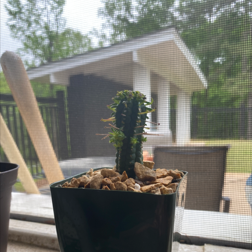 Corncob Cactus in a pot with rocky soil, healthy appearance.