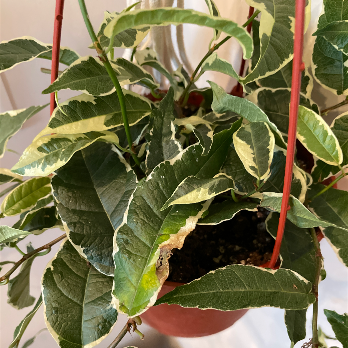 Photo of the plant species Variegated Ficus sagittata by Journey  named Sagittata on Greg, the plant care app