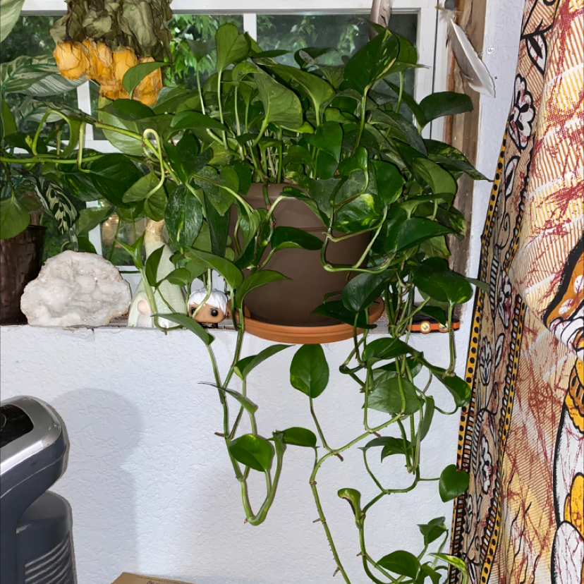 Taro Vine plant photo by @M_plantlife named Pothy the pothos (Agent P) on Greg, the plant care app.