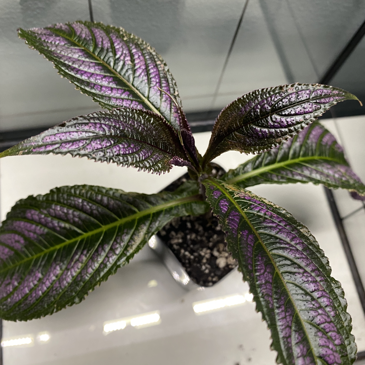 Photo of the plant species Strobilanthes dyerianus by @CarlaThundershark named Faraz (propagating) on Greg, the plant care app