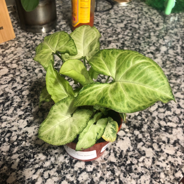 Syngonium 'White Butterfly' plant in a small pot on a granite countertop.