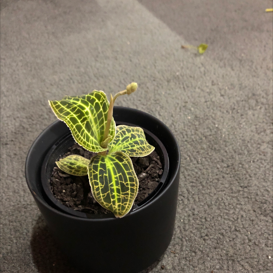 Why Are My Downy Rattlesnake Plantain Leaves Droopy?